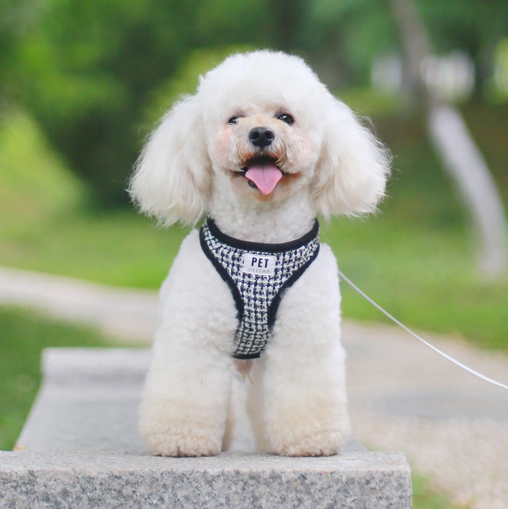 Pet Leash Cat Dog Chest Strap Vest Type Breathable Dog Walking Rope Set Pet Supplies